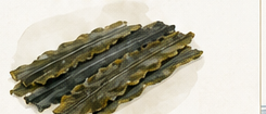 Watercolor illustration of Hidaka kombu